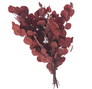 Burgundy red Silver Dollar Eucalyptus with dramatic tone, ideal for weddings, moody floral styling, or gifts.