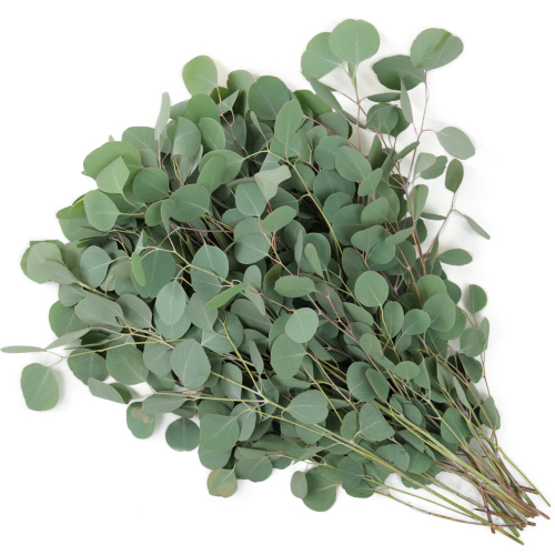 Fresh Silver Dollar Eucalyptus with soft, round, silvery-green leaves—perfect for adding texture and fragrance to bouquets, garlands, and décor.