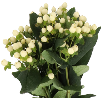 A bunch of Cream White Hypericum flowers with multiple stems, showcasing the abundance of white berries contrasted against the dark green foliage.